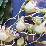 Os Sábados das Crianças | "OS SEGREDOS DAS PLANTAS: Arte, Natureza e Imaginação", com Dilayla Romeo