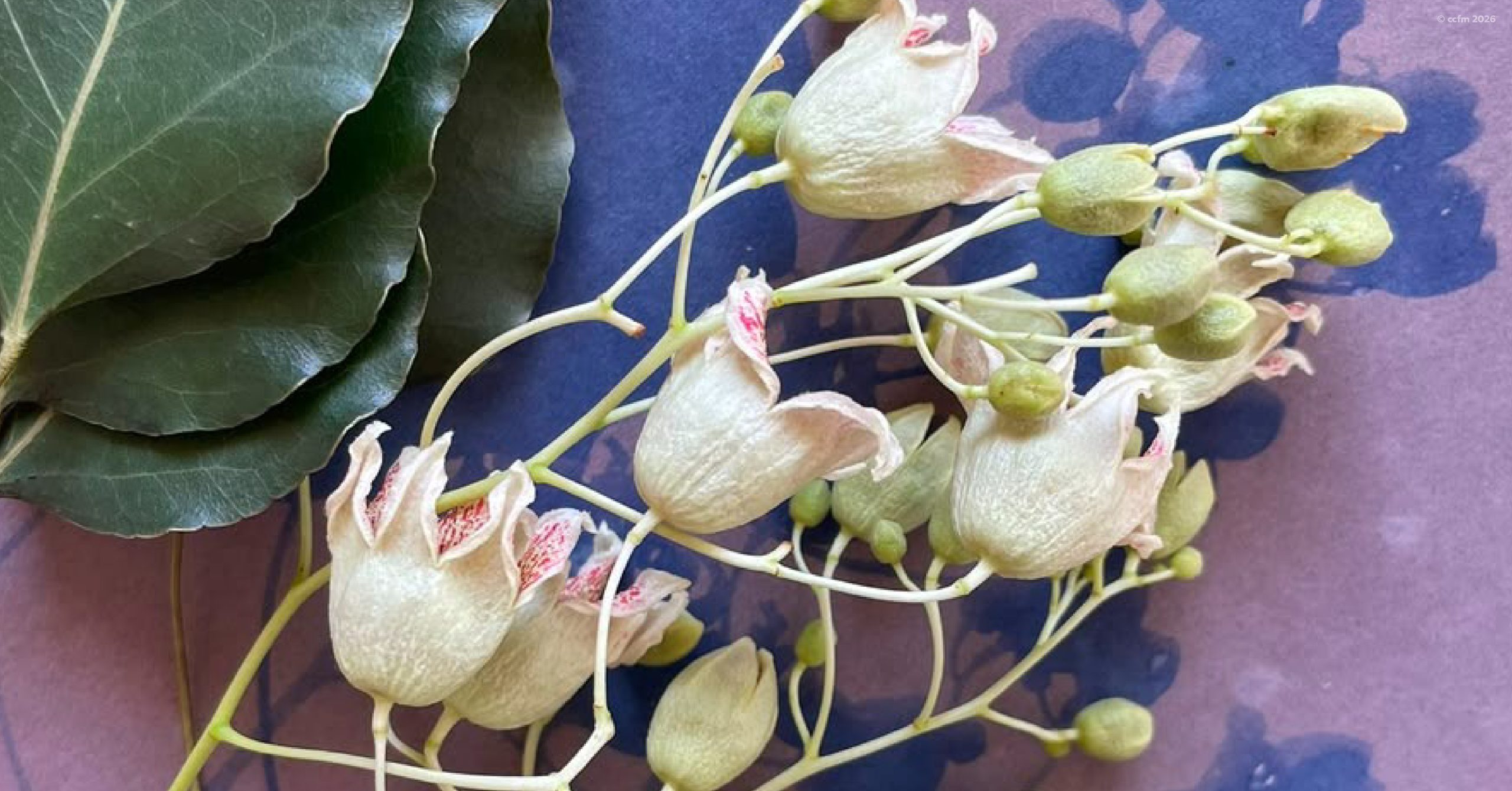 Os Sábados das Crianças | "OS SEGREDOS DAS PLANTAS: Arte, Natureza e Imaginação", com Dilayla Romeo